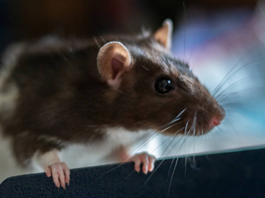 Mouse close up